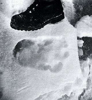 Illustration for article titled The science of yeti footprints